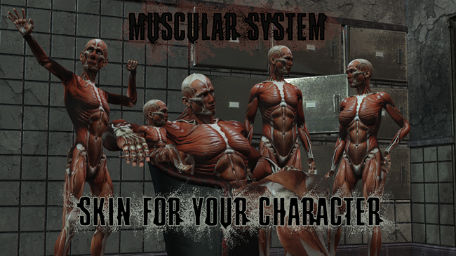 Muscular System